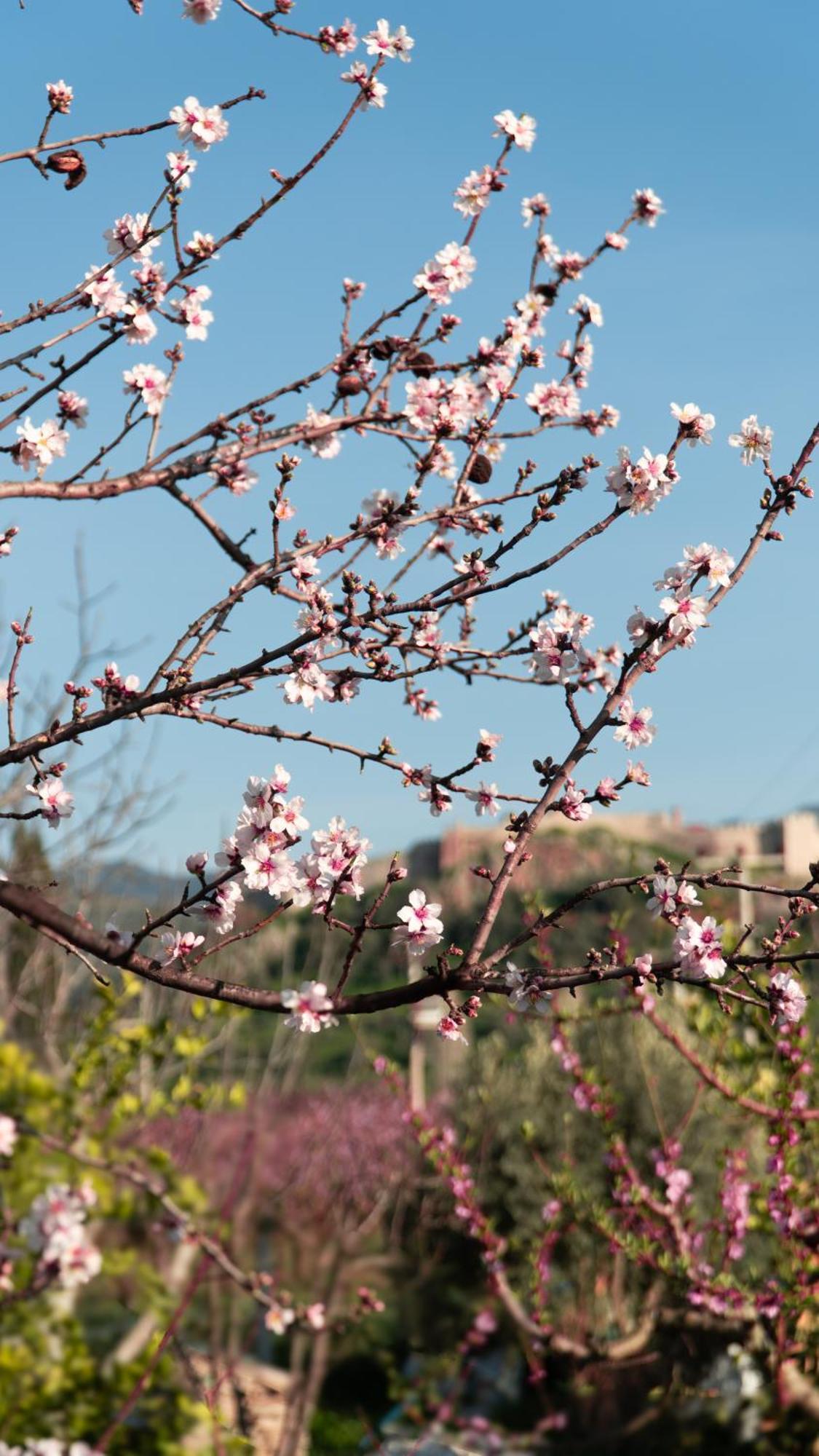 Mandalin Glamping Hotel Selçuk Buitenkant foto
